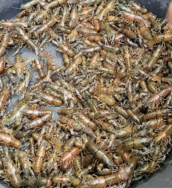 Amerikanischer Signalkrebs