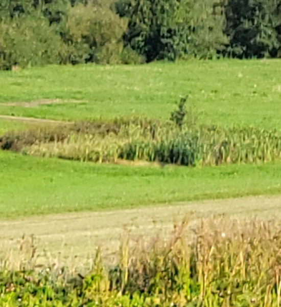 Feuchtbiotop im Grund